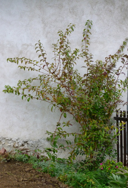 P1030987