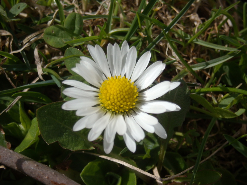 DSCN6536