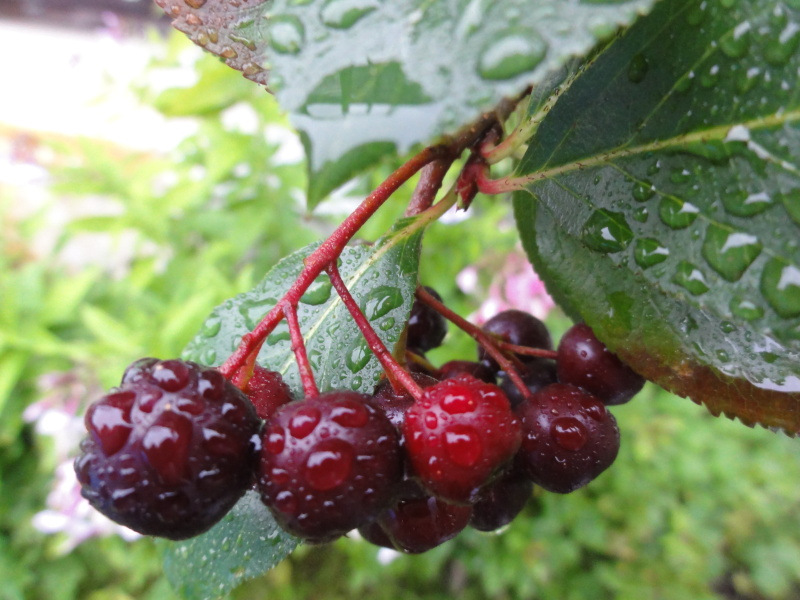 DSC05440