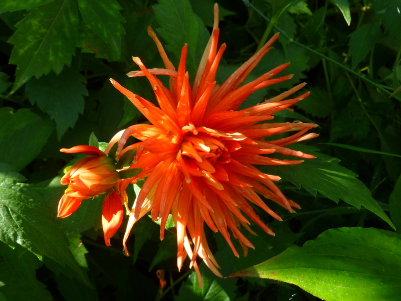 P1020454